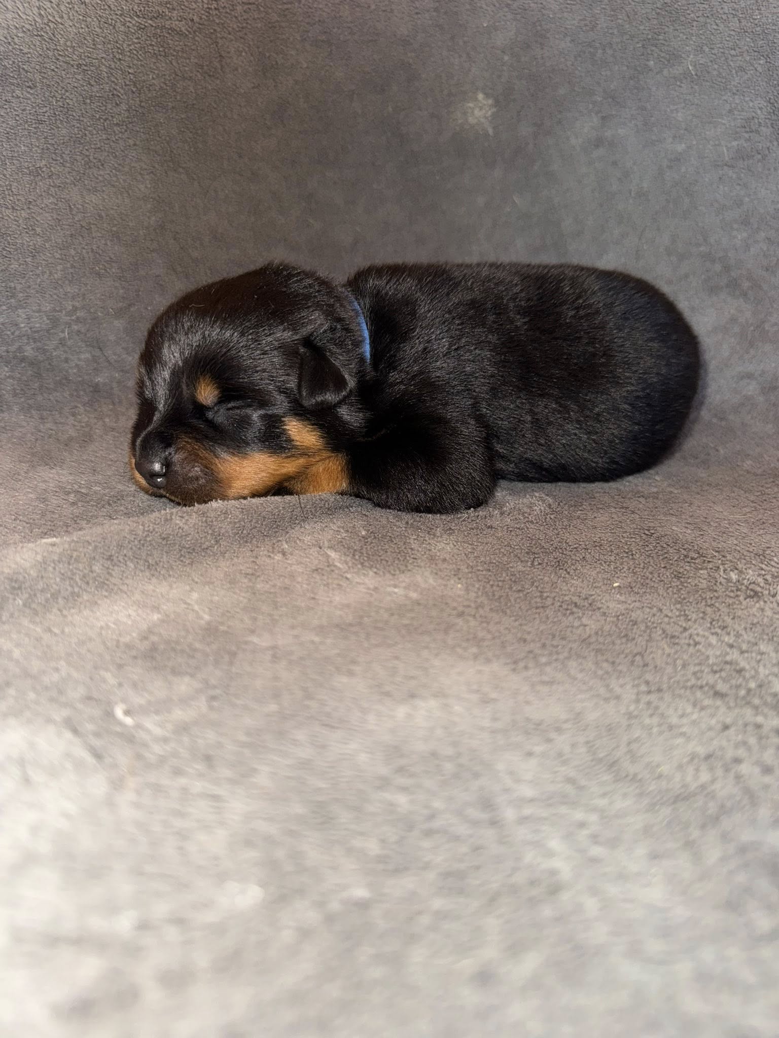 photo du chiot bleu 