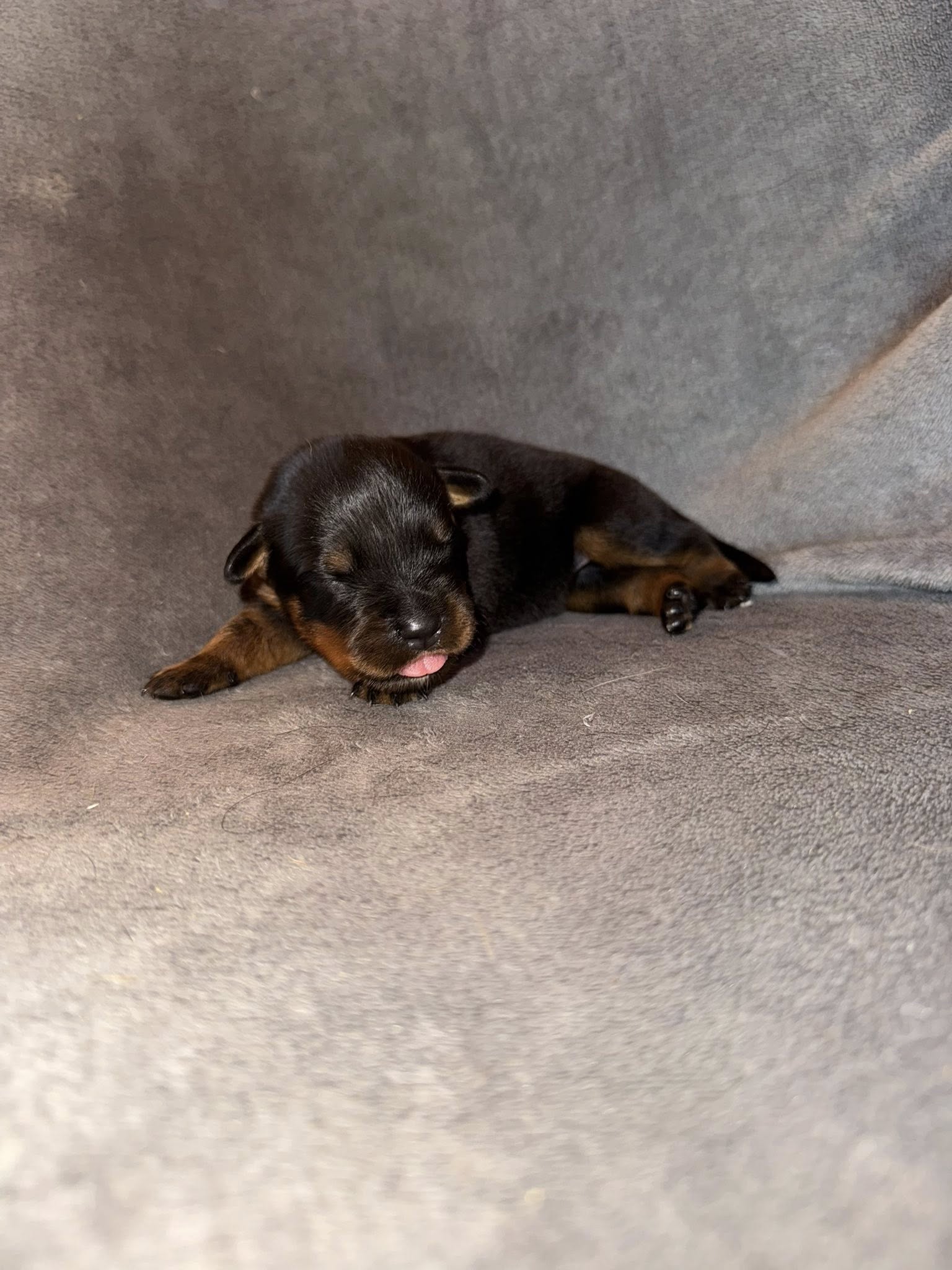 photo du chiot vert 