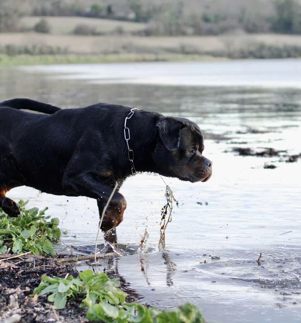 Rottweiler