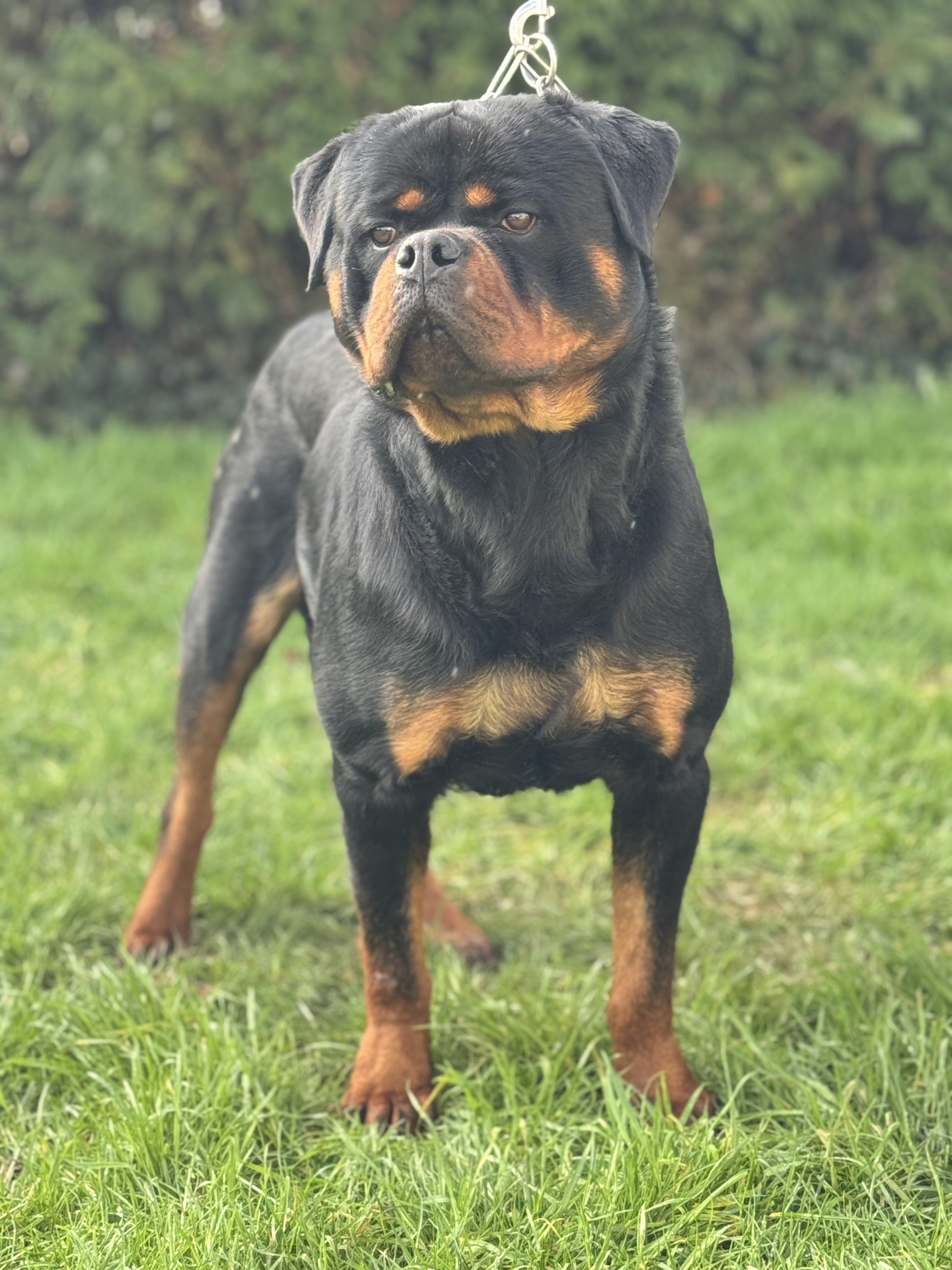 photo de Viking
